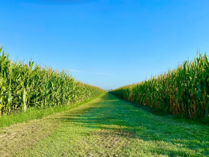 green grass field under blue sky during daytime